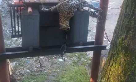 Leopard electrocuted in Karnah Kupwara