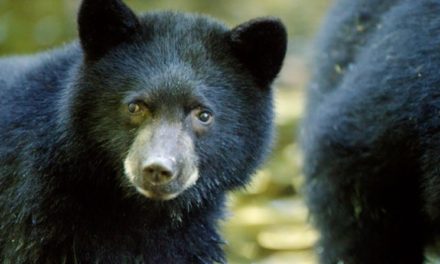 Big black bear captured by Wildlife officials in Verinag