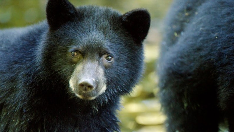 Black Bear Captured Alive in Handwara Village