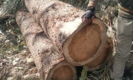Sopore Police recovers illicit timber