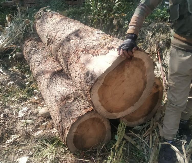 Sopore Police recovers illicit timber