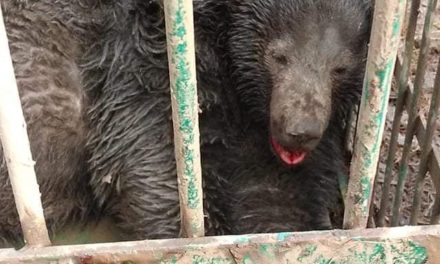 Bear caught in Kukroosa, Handwara