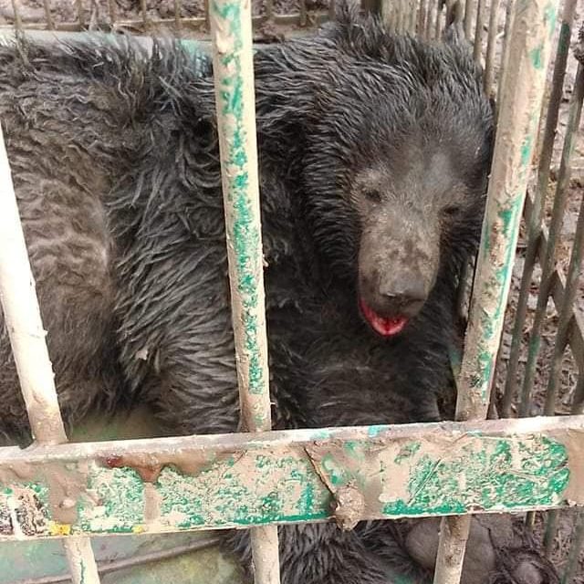 Bear caught in Kukroosa, Handwara