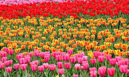 1.5 million Tulip bulbs to be planted during Tulip show 2021