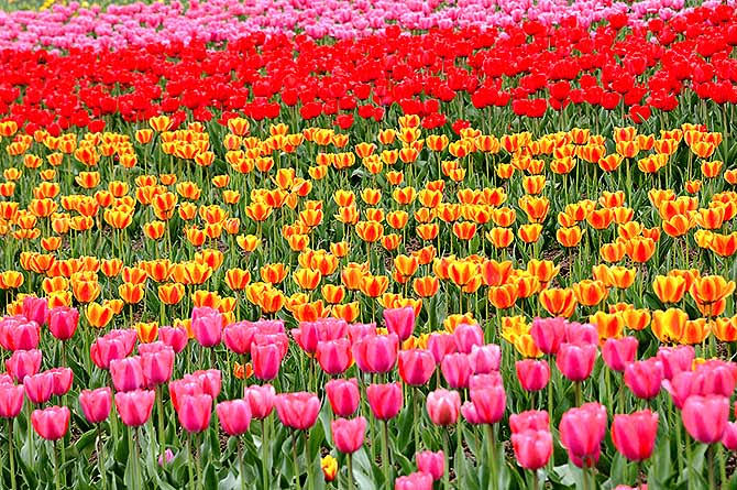 1.5 million Tulip bulbs to be planted during Tulip show 2021