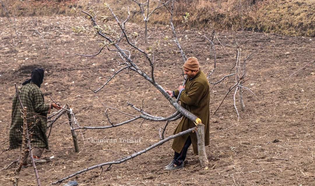 100’s of apple trees axed in Central Kashmir