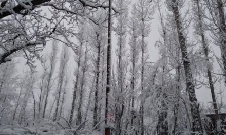 Moderate snowfall across Kashmir Valley Gulmarg coldest at minus 7.5 degrees Celsius