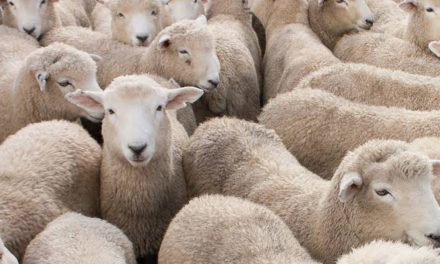 Unknown persons steal 50 sheep from Tral hamlet