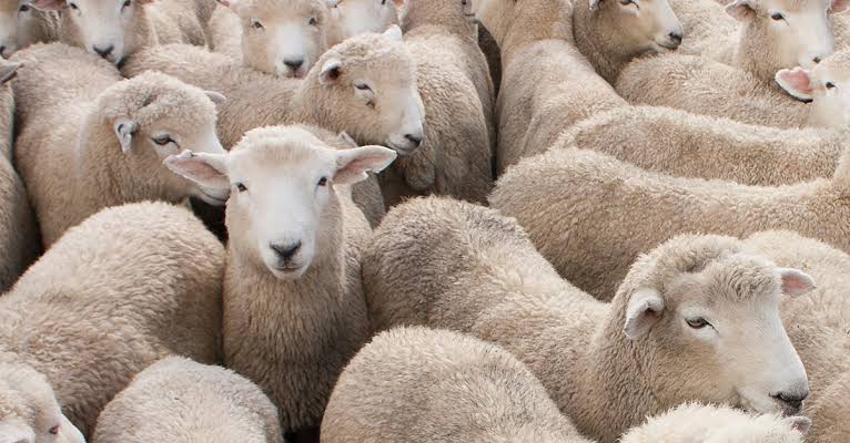 Unknown persons steal 50 sheep from Tral hamlet