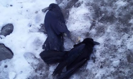 Bird Flu Scare: Scores Of Crows, Eagles Found Dead In Uri