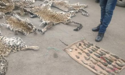 8 leopard hides, 4 musk deer pods, 38 bear gallbladders recovered in Anantnag, 1 person arrested