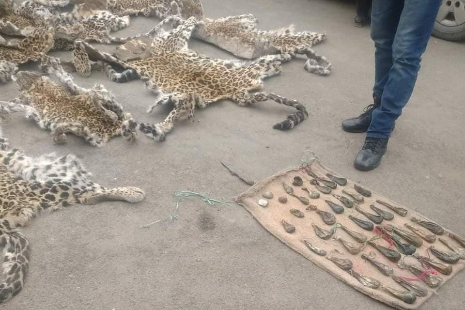 8 leopard hides, 4 musk deer pods, 38 bear gallbladders recovered in Anantnag, 1 person arrested