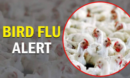 First case of bird flu reported in Poonch