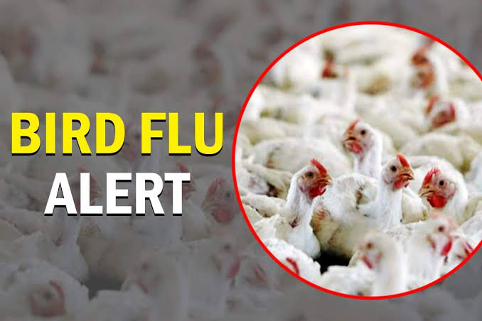 Bird Flu: Samples of dead crows test positive, Two areas declared ‘alert’ zone