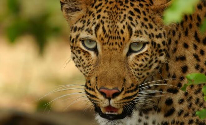 Leopard killed by locals after injuring man in Pulwama village