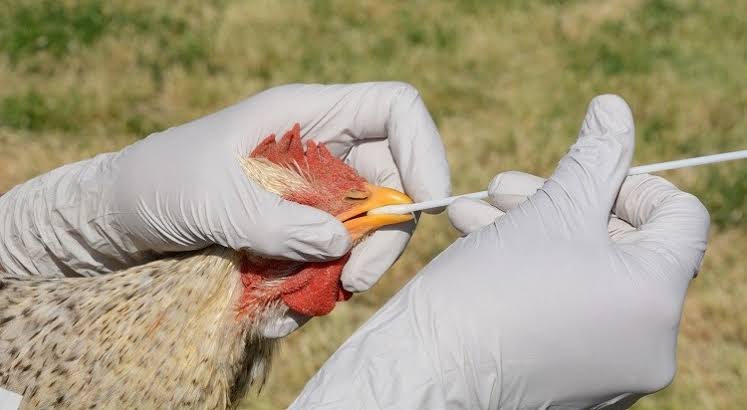 Avian Influenza: First case confirmed among poultry in Bla