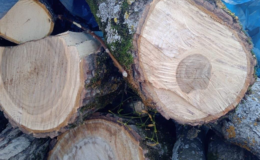 Fine imposed on violater for chopping down walnut trees in Central Kashmir’s Khag
