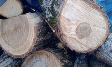 Fine imposed on violater for chopping down walnut trees in Central Kashmir’s Khag
