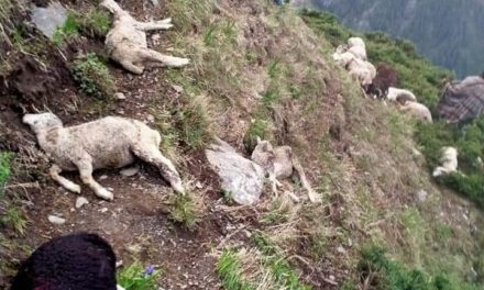 70 sheep perish, 10 injured in lightning in Poonch