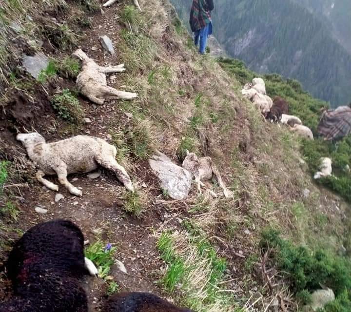 70 sheep perish, 10 injured in lightning in Poonch