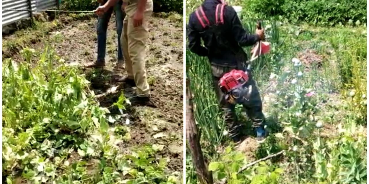 Poppy cultivation and wild Marijuana destroyed by Ganderbal police with revenue department