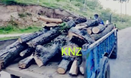 Huge Quantity Of Walnut Timber Seized In Wanigam, Palhallan; Accused On Run, Case Registered