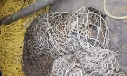 Leopard caught alive in central Kashmir’s Budgam