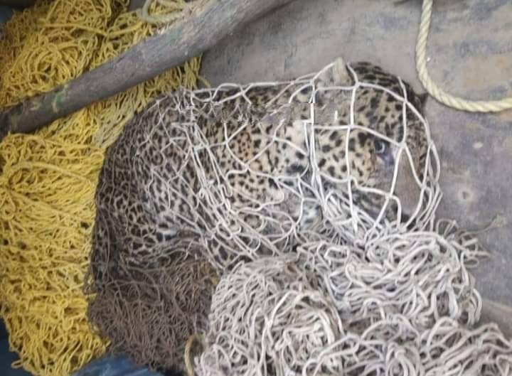 Leopard caught alive in central Kashmir’s Budgam