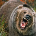 Two injured after attacked by bear in Dadsara Tral
