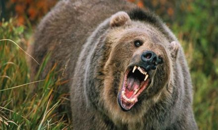 Teenage Boy injured in bear attack in Serch Ganderbal