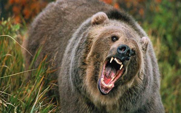 Two injured after attacked by bear in Dadsara Tral