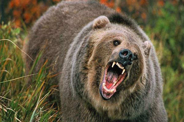 Four injured after attacked by bear in Kulgam