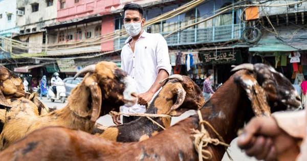 Govt fixes rates for sacrificial animal in Kashmir, up by Rs 50 per kg than last year