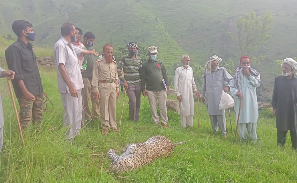 Female Leopard Carcass Found In Poonch