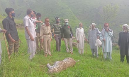 Female Leopard Carcass Found In Poonch