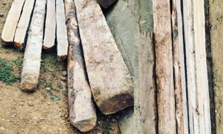 Bandipora Police recovered Illicit forest timber in Aloosa;FIR Registered