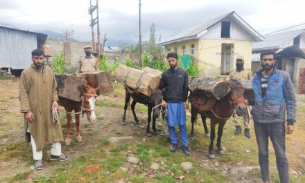 3 timber smugglers arrested in Budgam: Police;’24 Cft timber, 3 horses seized’