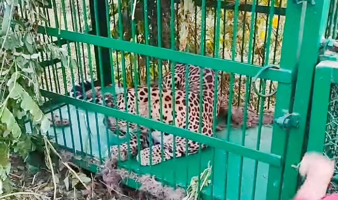 Leopard Trapped In Cage In Beerwah Budgam
