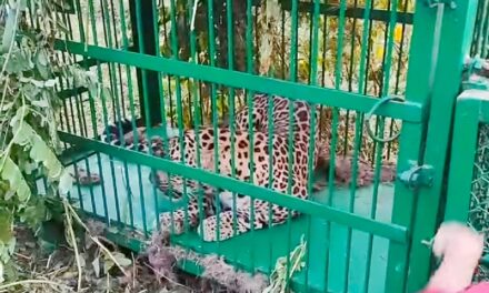 Leopard Trapped In Cage In Beerwah Budgam