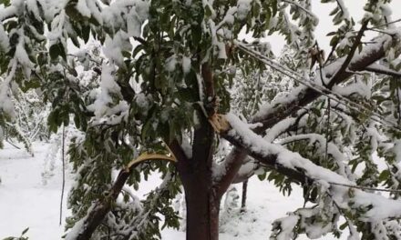 Early snowfall damages apple orchards in Shopian villages