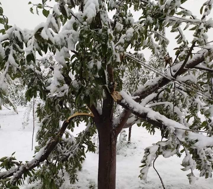 Early snowfall damages apple orchards in Shopian villages
