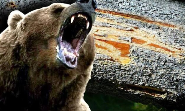 Teenager injured in bear attack in Anderwan Ganderbal