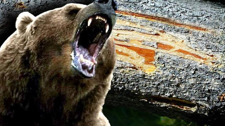 Teenager injured in bear attack in Anderwan Ganderbal