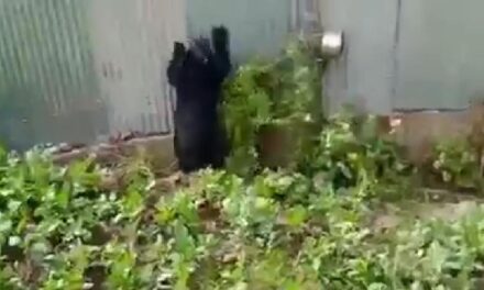 Panic grips Malangam village after two black bears spotted in residential area