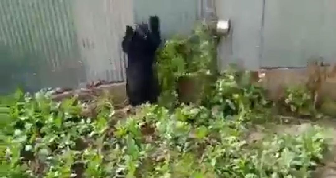 Panic grips Malangam village after two black bears spotted in residential area