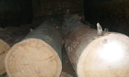 Vehicles with Illicit timber seized in Baramulla