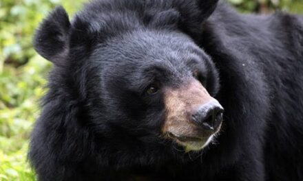 Bear captured alive in Bandipora village