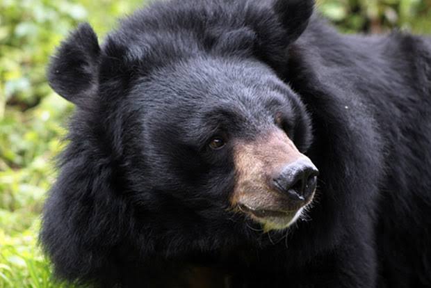 Bear captured alive in Bandipora village