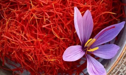 Saffron production decreases with each passing year, growers worried
