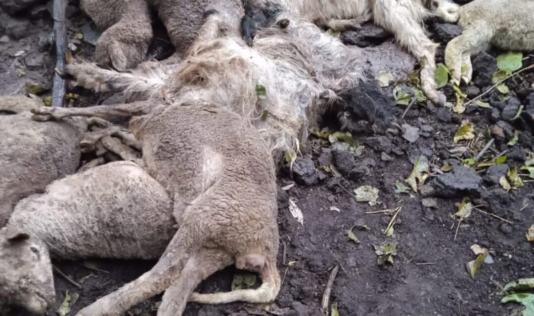 At least 50 sheep, goats perish after cattle shed collapses in Rajouri